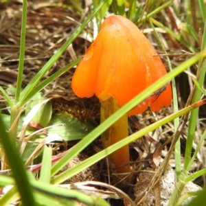 Hygrocybe conica complex at McQuoids Hill - 5 Jan 2024 01:54 PM