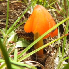 Hygrocybe conica complex at McQuoids Hill - 5 Jan 2024