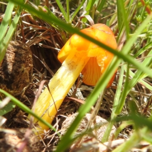 Hygrocybe conica complex at McQuoids Hill - 5 Jan 2024