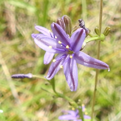 Caesia calliantha (Blue Grass-lily) at Kambah, ACT - 5 Jan 2024 by HelenCross
