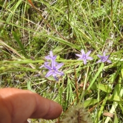 Caesia calliantha at McQuoids Hill - 5 Jan 2024