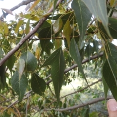 Brachychiton populneus subsp. populneus (Kurrajong) at McQuoids Hill - 5 Jan 2024 by HelenCross