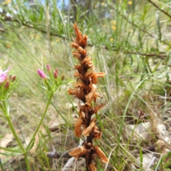 Orobanche minor (Broomrape) at McQuoids Hill - 5 Jan 2024 by HelenCross