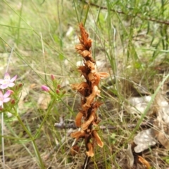 Orobanche minor at McQuoids Hill - 5 Jan 2024