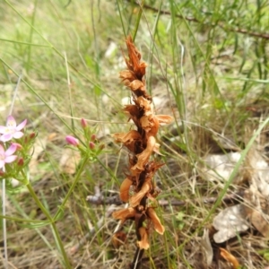 Orobanche minor at McQuoids Hill - 5 Jan 2024 02:10 PM