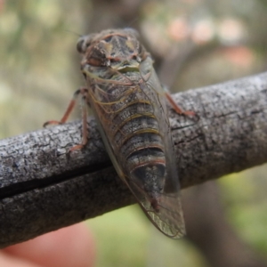 Atrapsalta furcilla at McQuoids Hill NR (MCQ) - 5 Jan 2024