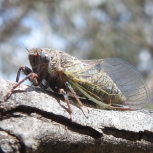 Atrapsalta furcilla at McQuoids Hill NR (MCQ) - 5 Jan 2024