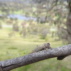 Atrapsalta furcilla at McQuoids Hill NR (MCQ) - 5 Jan 2024 02:22 PM