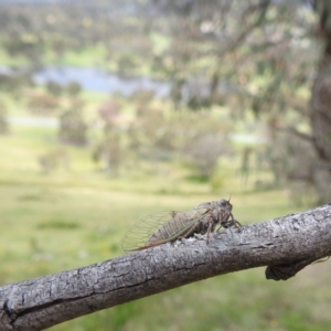 Atrapsalta furcilla at McQuoids Hill NR (MCQ) - 5 Jan 2024