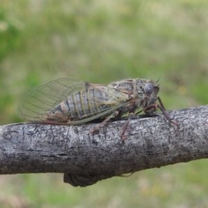 Atrapsalta furcilla at McQuoids Hill NR (MCQ) - 5 Jan 2024