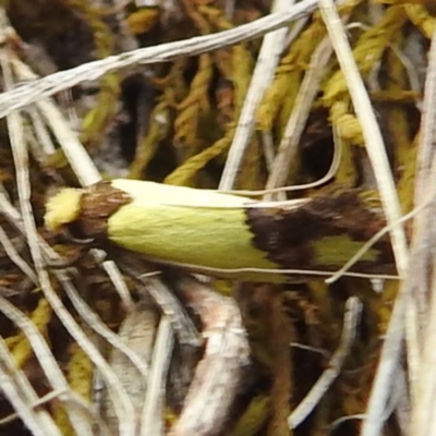 Edosa fraudulens (Tineidae) at Kambah, ACT - 5 Jan 2024 by HelenCross