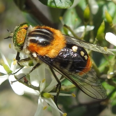 Scaptia (Scaptia) auriflua (A flower-feeding march fly) at McQuoids Hill - 5 Jan 2024 by HelenCross