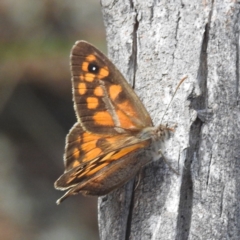 Geitoneura klugii (Marbled Xenica) at Kambah, ACT - 5 Jan 2024 by HelenCross