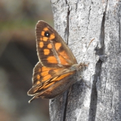 Geitoneura klugii (Marbled Xenica) at McQuoids Hill - 5 Jan 2024 by HelenCross
