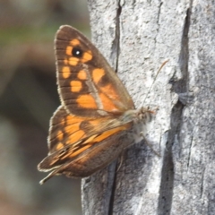 Geitoneura klugii at McQuoids Hill - 5 Jan 2024