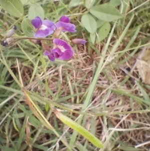 Glycine tabacina at Symonston, ACT - 5 Jan 2024 05:48 PM