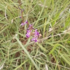 Glycine tabacina at Symonston, ACT - 5 Jan 2024