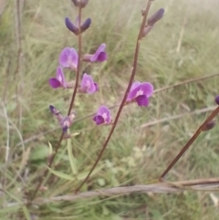 Glycine tabacina at Symonston, ACT - 5 Jan 2024 05:48 PM