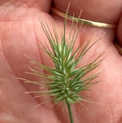 Echinopogon ovatus (Forest Hedgehog Grass) at Kangaroo Valley, NSW - 5 Jan 2024 by lbradleyKV