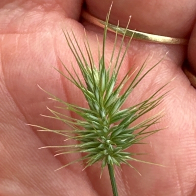 Echinopogon ovatus (Forest Hedgehog Grass) at Kangaroo Valley, NSW - 5 Jan 2024 by lbradleyKV