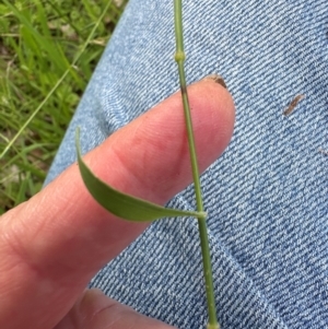 Echinopogon ovatus at Kangaroo Valley, NSW - suppressed