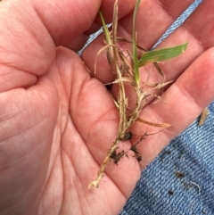 Echinopogon ovatus at Kangaroo Valley, NSW - suppressed