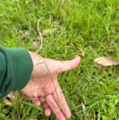 Echinopogon ovatus at Kangaroo Valley, NSW - suppressed