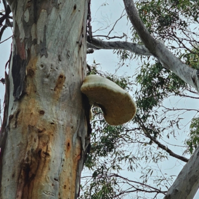 Laetiporus portentosus (White Punk) at Captains Flat, NSW - 5 Jan 2024 by Csteele4