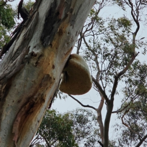 Laetiporus portentosus at QPRC LGA - 5 Jan 2024