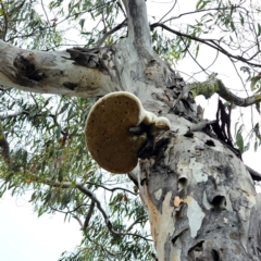 Laetiporus portentosus at QPRC LGA - 5 Jan 2024