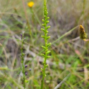 Microtis parviflora at QPRC LGA - suppressed