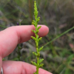 Microtis parviflora at QPRC LGA - suppressed