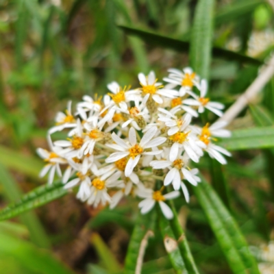 Olearia megalophylla (Large-leaf Daisy-bush) at Tallaganda State Forest - 5 Jan 2024 by Csteele4