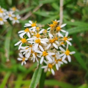 Olearia megalophylla at Tallaganda State Forest - 5 Jan 2024