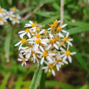 Olearia megalophylla at Tallaganda State Forest - 5 Jan 2024 05:16 PM