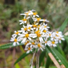 Olearia megalophylla at Tallaganda State Forest - 5 Jan 2024