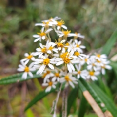 Olearia megalophylla at Tallaganda State Forest - 5 Jan 2024 05:16 PM