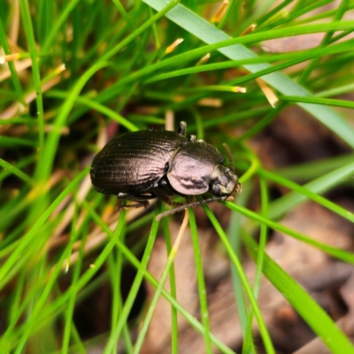 Adelium pustulosum (Darkling beetle) at Harolds Cross, NSW - 5 Jan 2024 by Csteele4