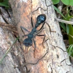 Myrmecia forficata (A Bull ant) at Kangaroo Valley, NSW - 5 Jan 2024 by lbradley