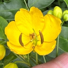 Senna septemtrionalis (Winter Senna, Arsenuc Bush) at Kangaroo Valley, NSW - 5 Jan 2024 by lbradley