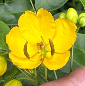 Senna septemtrionalis at Kangaroo Valley, NSW - 5 Jan 2024