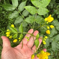 Senna septemtrionalis at Kangaroo Valley, NSW - 5 Jan 2024