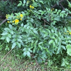 Senna septemtrionalis at Kangaroo Valley, NSW - 5 Jan 2024