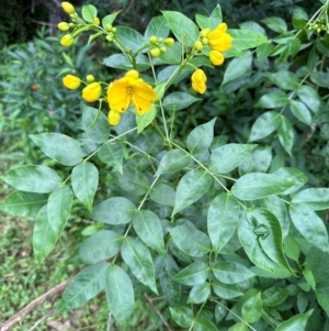 Senna septemtrionalis at Kangaroo Valley, NSW - 5 Jan 2024