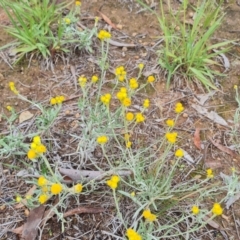 Chrysocephalum apiculatum (Common Everlasting) at Mawson Ponds - 4 Jan 2024 by Mike