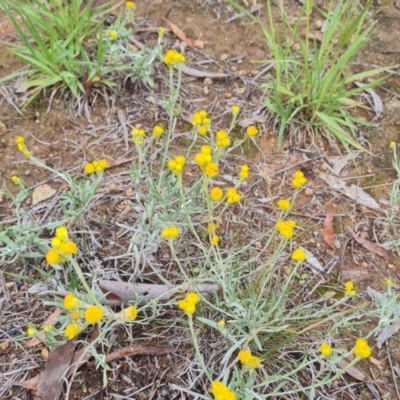 Chrysocephalum apiculatum (Common Everlasting) at Mawson, ACT - 4 Jan 2024 by Mike