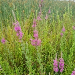 Lythrum salicaria (Purple Loosestrife) at Mawson Ponds - 4 Jan 2024 by Mike