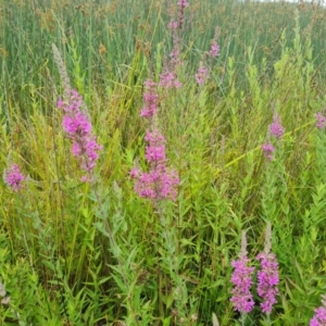 Lythrum salicaria at Mawson Ponds - 4 Jan 2024 11:24 AM