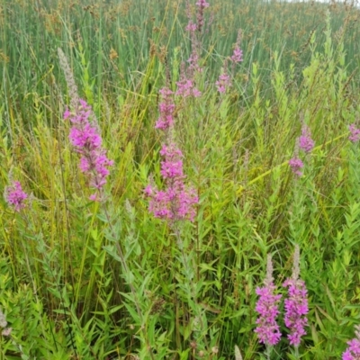 Lythrum salicaria (Purple Loosestrife) at Mawson Ponds - 4 Jan 2024 by Mike