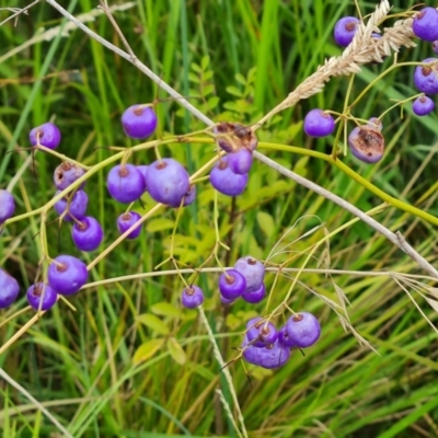 Dianella (genus) (Flax Lily) at Mawson Ponds - 4 Jan 2024 by Mike